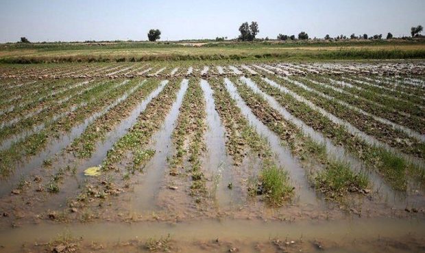 زعفران برای اولین بار در سرپل‌ذهاب کشت شد
