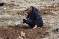 آغاز کاشت ۸۰۰ هزار اصله نهال در کرمانشاه به مناسبت هفته منابع طبیعی