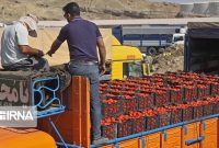 مجوز پذیرش کامیون‌های حامل گوجه‌فرنگی از سوی طرف عراقی در مرز پرویزخان صادر شد