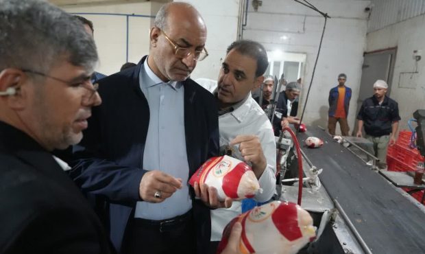 استاندار کرمانشاه: تولید مرغ در استان ۵۰ تُن بیش از نیاز روزانه مردم است