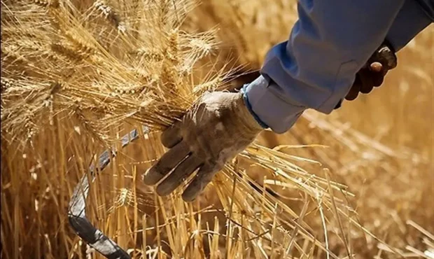 پرداخت ۱۰۰۰ میلیارد تومان از مطالبات کشاورزان کرمانشاهی