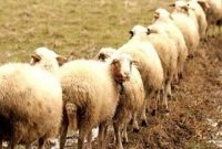 استاندار کرمانشاه: نژاد گوسفند سنجابی باید حفظ شود 