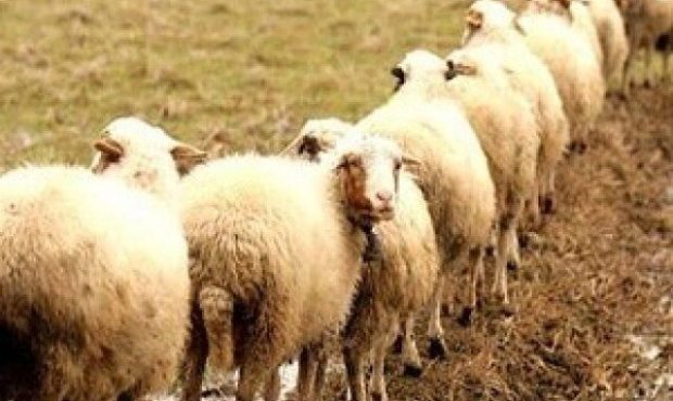 استاندار کرمانشاه: نژاد گوسفند سنجابی باید حفظ شود استاندار کرمانشاه: نژاد گوسفند سنجابی باید حفظ شود