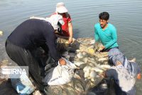 تأکید فرماندار قصرشیرین بر پرداخت تسهیلات برای توسعه کشاورزی و صادرات آبزیان تأکید فرماندار قصرشیرین بر پرداخت تسهیلات برای توسعه کشاورزی و صادرات آبزیان