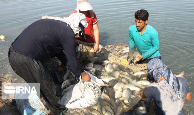 تأکید فرماندار قصرشیرین بر پرداخت تسهیلات برای توسعه کشاورزی و صادرات آبزیان تأکید فرماندار قصرشیرین بر پرداخت تسهیلات برای توسعه کشاورزی و صادرات آبزیان