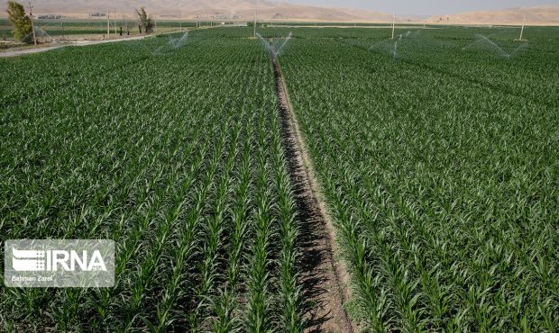 معاون استاندار کرمانشاه: مدیریت آب حوزه کشاورزی نیازمند تحول اساسی در الگوی کشت است