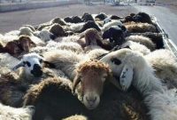 کشف احشام سرقتی ۴ میلیارد ریالی در مرزهای کرمانشاه