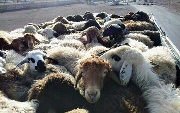 کشف احشام سرقتی ۴ میلیارد ریالی در مرزهای کرمانشاه