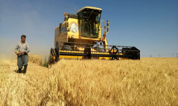 آغاز برداشت گندم در کرمانشاه؛ هدف‌گذاری تولید ۹۰۰ هزار تن