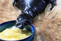استاندار کرمانشاه: روغن کرمانشاهی ظرفیت تبدیل به برند ملی و جهانی را دارد