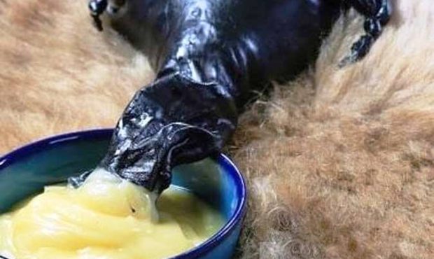 استاندار کرمانشاه: روغن کرمانشاهی ظرفیت تبدیل به برند ملی و جهانی را دارد استاندار کرمانشاه: روغن کرمانشاهی ظرفیت تبدیل به برند ملی و جهانی را دارد