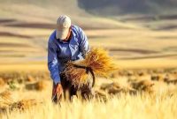خرید گندم در کرمانشاه از سال گذشته پیشی گرفت.