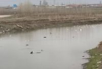 تلفات آبزیان قره‌سو بر اثر آلودگی رودخانه در دست بررسی است