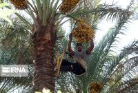 آغاز برداشت خرما از نخیلات قصرشیرین و جای خالی صنایع تبدیلی