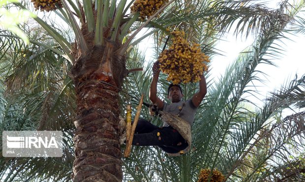 آغاز برداشت خرما از نخیلات قصرشیرین و جای خالی صنایع تبدیلی