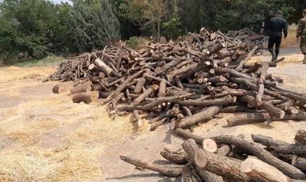 کشف حدود ۱۱ تن چوب و زغال قاچاق در کرمانشاه